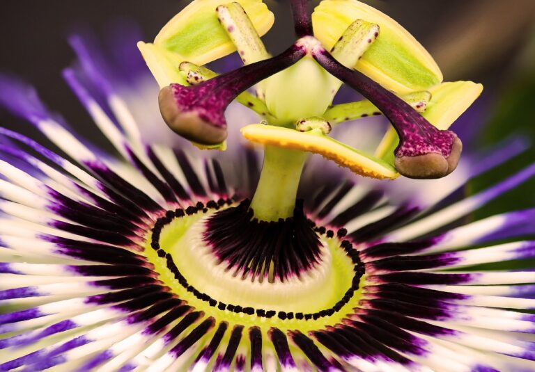 Close-up of a Passiflora, or passion flower, showing detailed structure of its purple and white filaments, yellow and green anthers, and purple-edged petals.