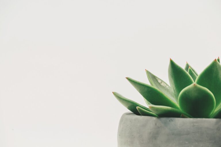 A succulent plant with plump, green leaves and red tips in a grey concrete pot against a white background.