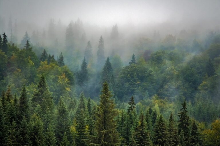 A dense forest of coniferous trees shrouded in mist with varying shades of green and subtle autumn colors.