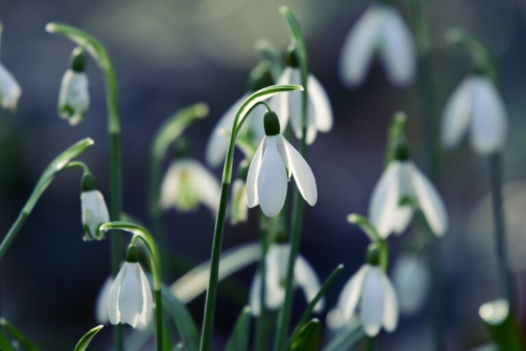 White snowdrop flowers blooming in natural daylight with blurred background.