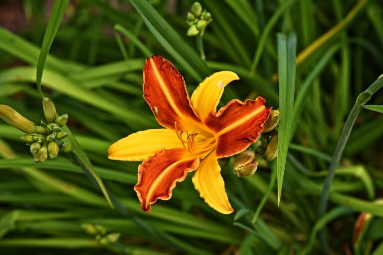 A vibrant orange and yellow daylily with prominent stamens amidst green foliage and unopened buds.