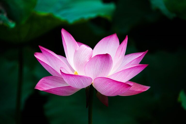 A vibrant pink lotus flower in full bloom with a dark green leafy background.
