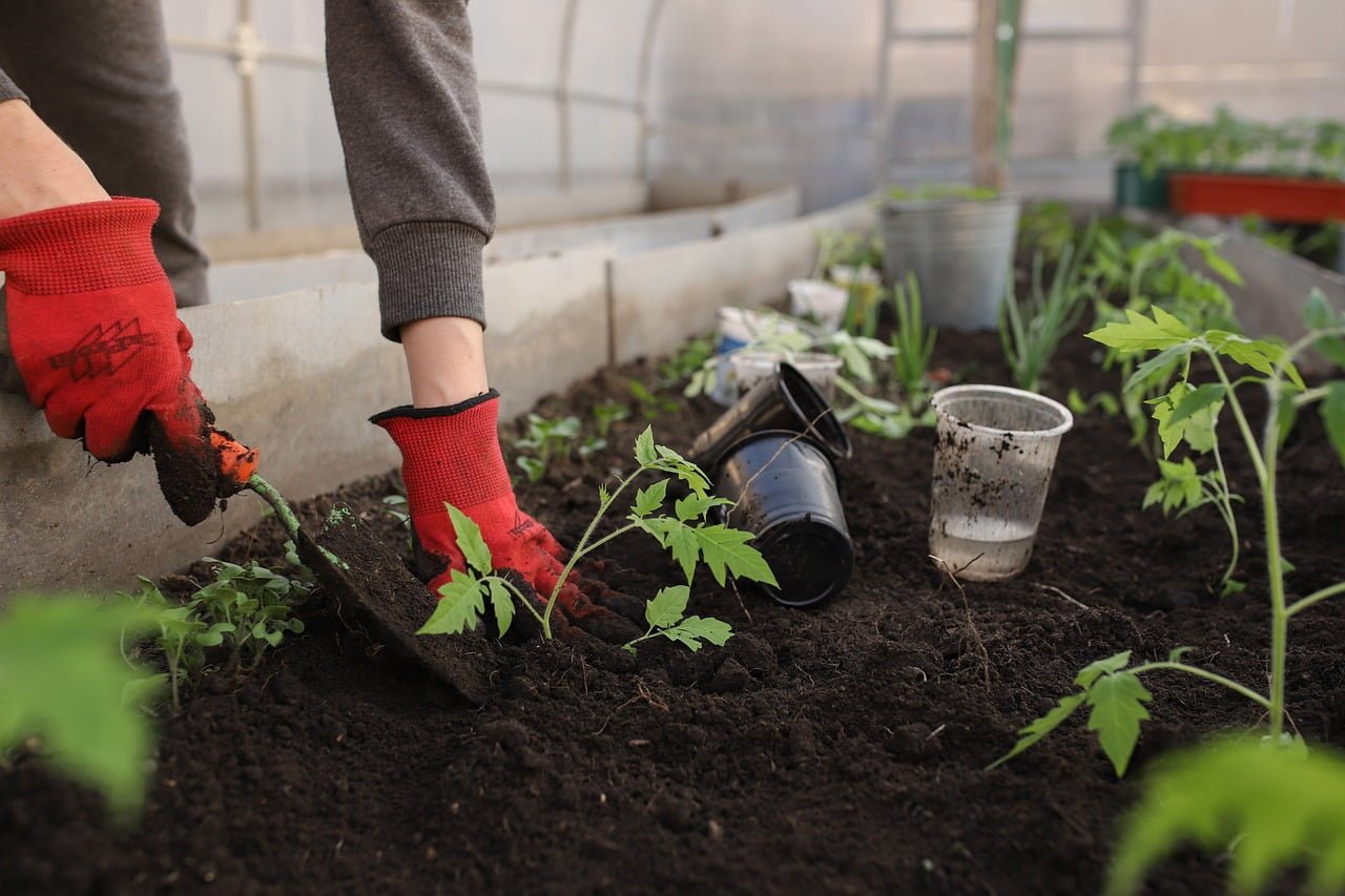 A person wearing red gloves planting a small tomato plant in a greenhouse, with gardening pots scattered around on the soil.