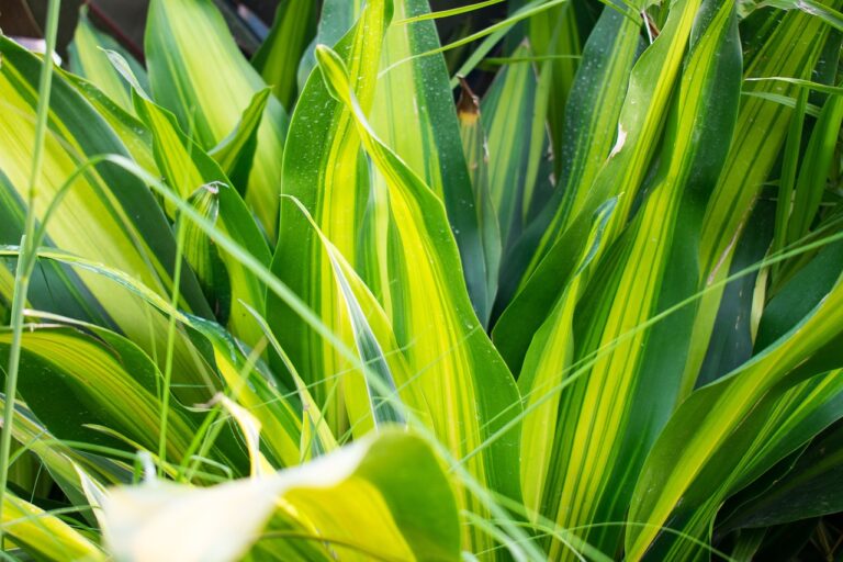 Close-up of lush green variegated leaves with yellow stripes, some with water droplets, in bright natural light.