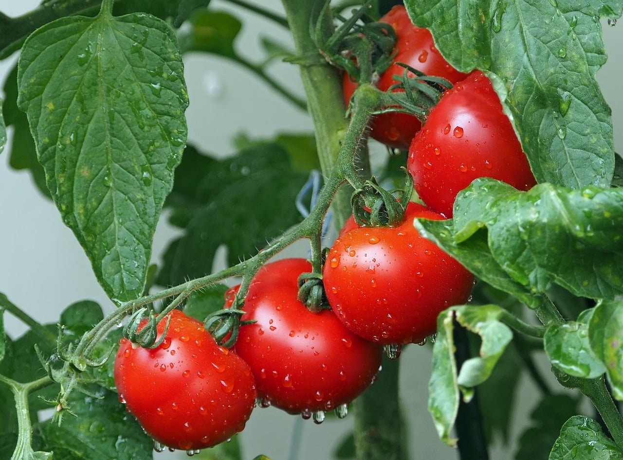 Ripe red tomatoes with water droplets hanging on a vine surrounded by green leaves.