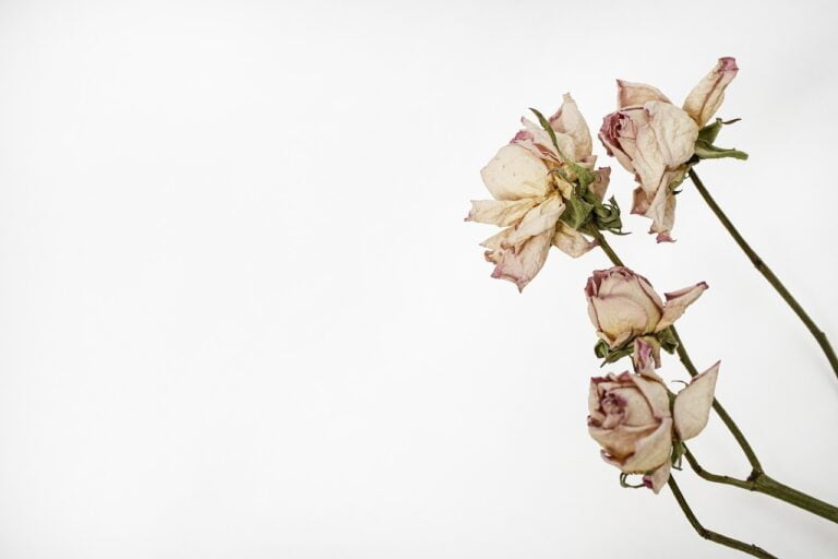 A bunch of withered roses against a white background.