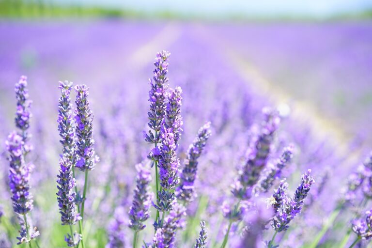 A vibrant field of blooming lavender with a focus on several stems in the foreground against a blurred purple and green background.