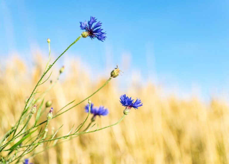 Blue cornflowers in focus in the foreground with a blurry golden wheat field and a clear blue sky in the background.
