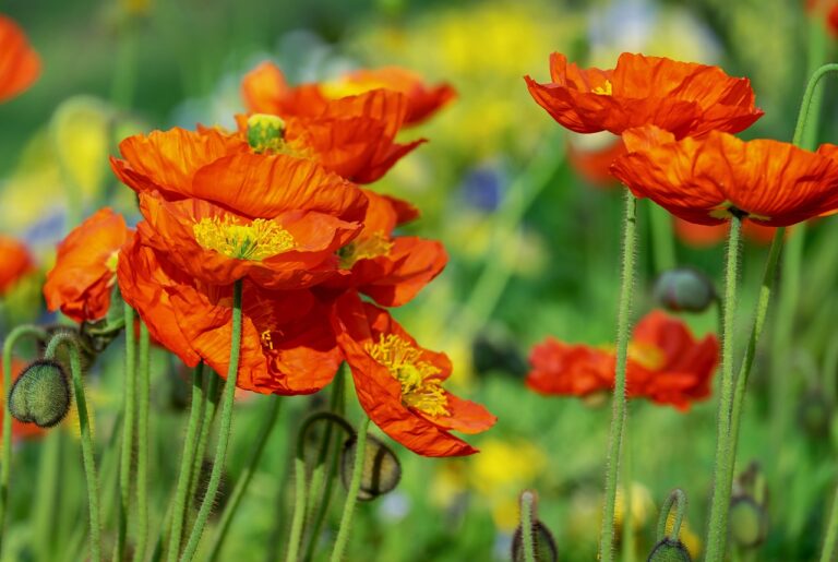 A close-up of vibrant red poppies with yellow centers in full bloom among green stems, with blurred yellow flowers in the background.