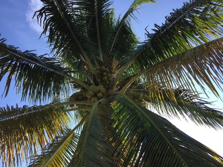 A coconut palm tree with a cluster of green coconuts at its center, framed against a clear blue sky with sunlight filtering through the fronds.