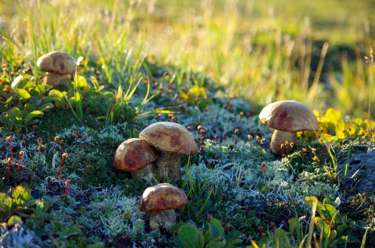 A group of wild mushrooms growing among green moss and grasses with backlight from the sun.