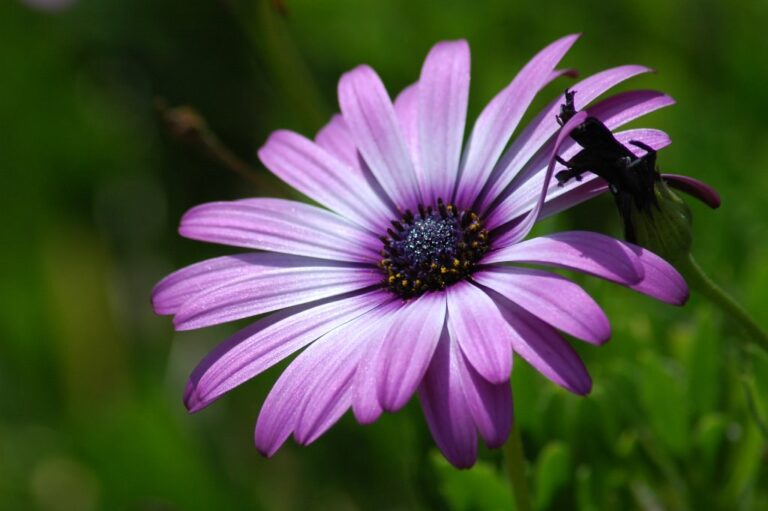 A close-up of a vibrant purple daisy with a dark center against a blurred green background.