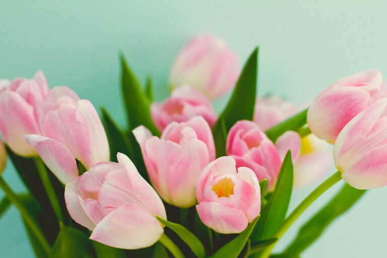 A close-up of pink tulips with white edges, softly focused against a pale turquoise background.