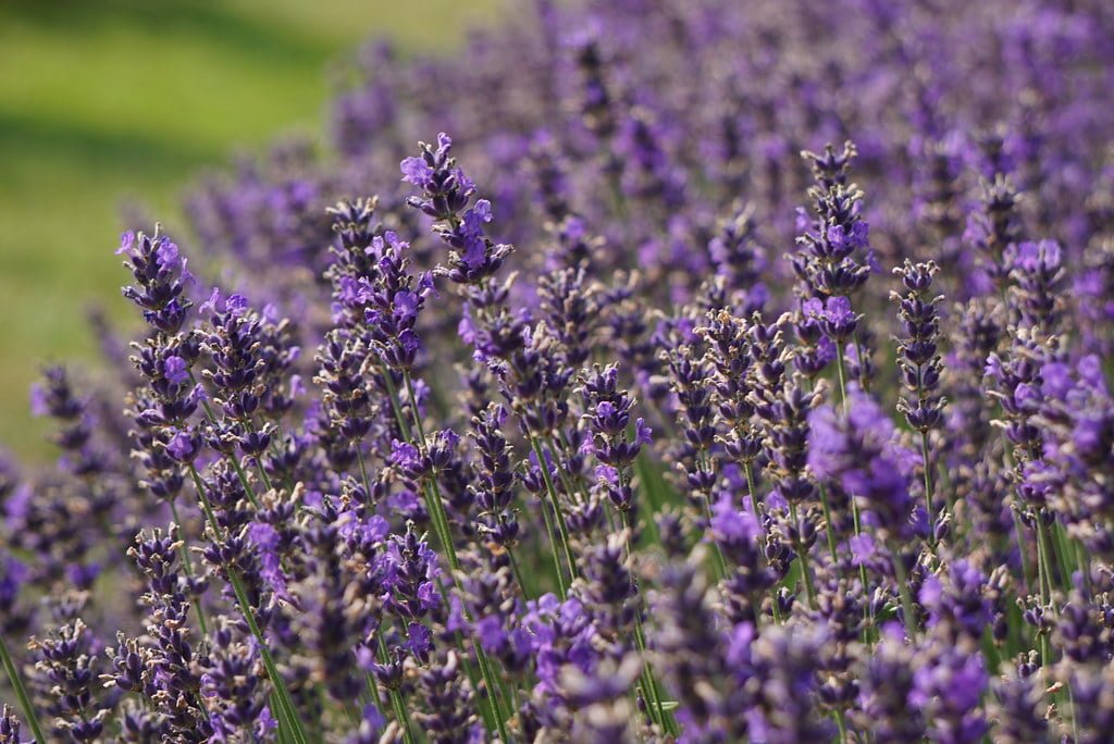 A close-up of vibrant purple lavender flowers in a field with a blurred green background.