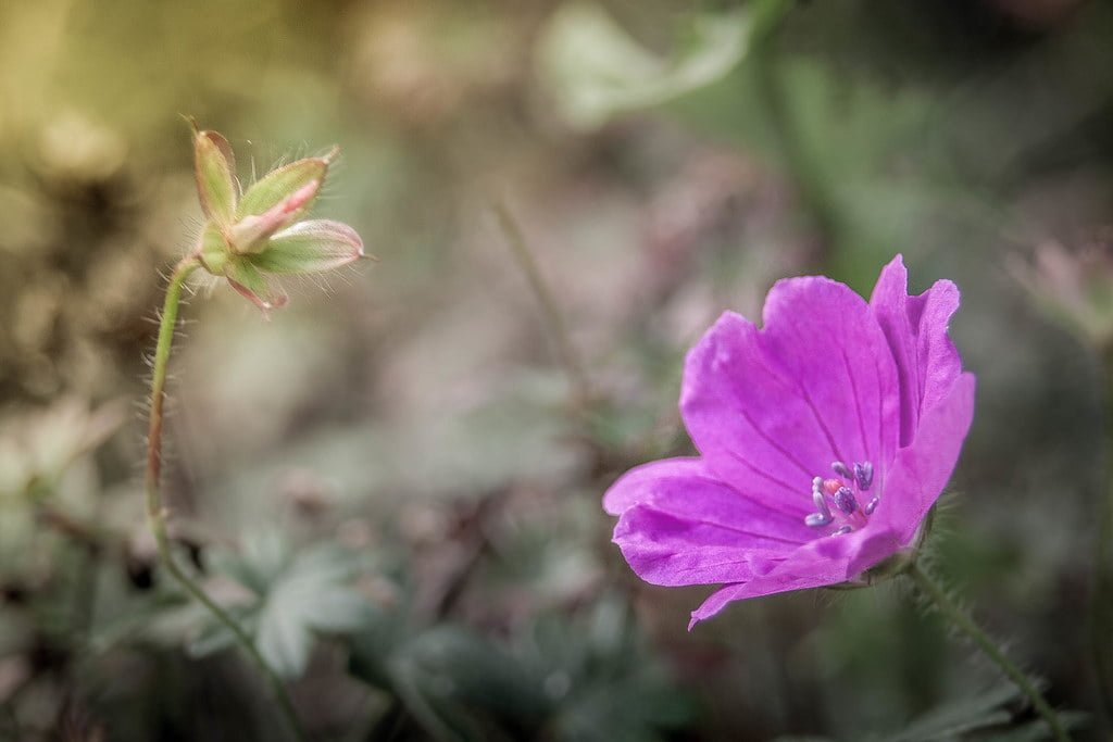 A close-up of a vibrant purple flower in focus on the right, with a blurred image of a budding flower in the background on the left.