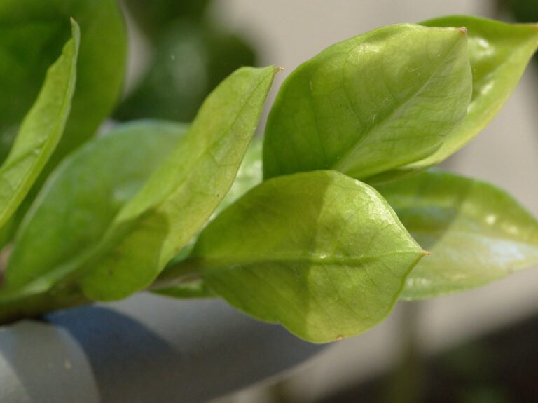 Close-up of shiny green leaves on a plant.