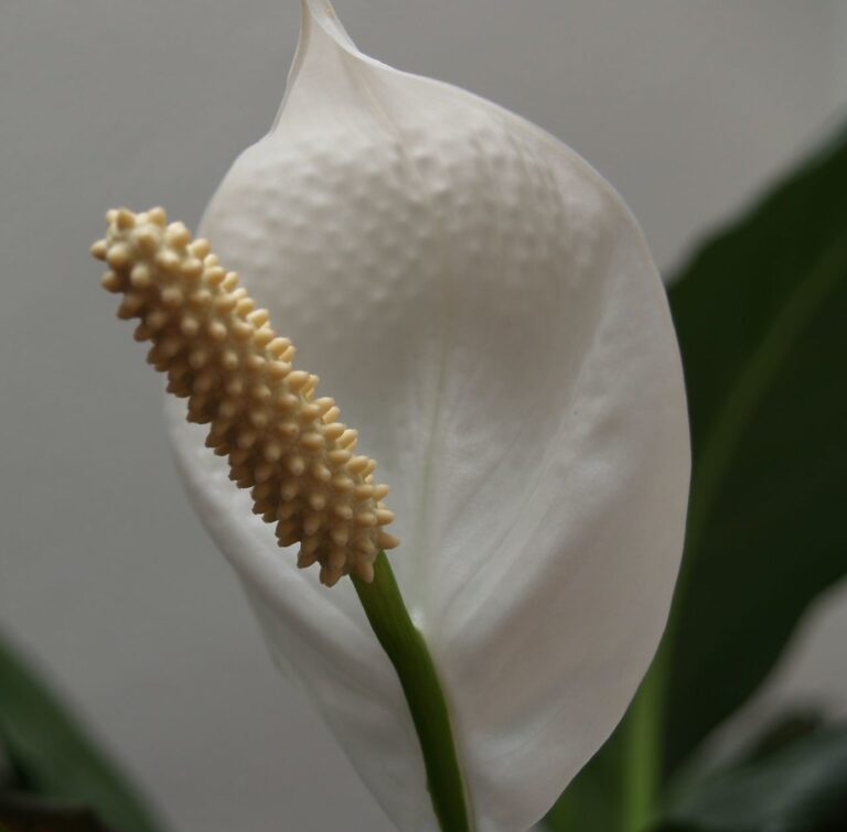 A close-up of a white peace lily flower with its prominent spadix against a grey background.