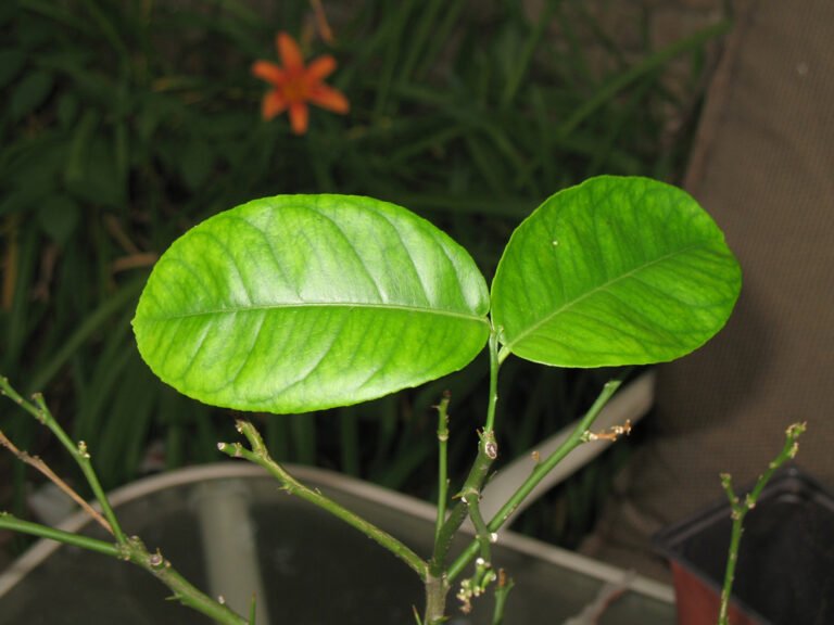 Two vibrant green leaves in sharp focus on a plant with a blurred background of other plants and a chair.
