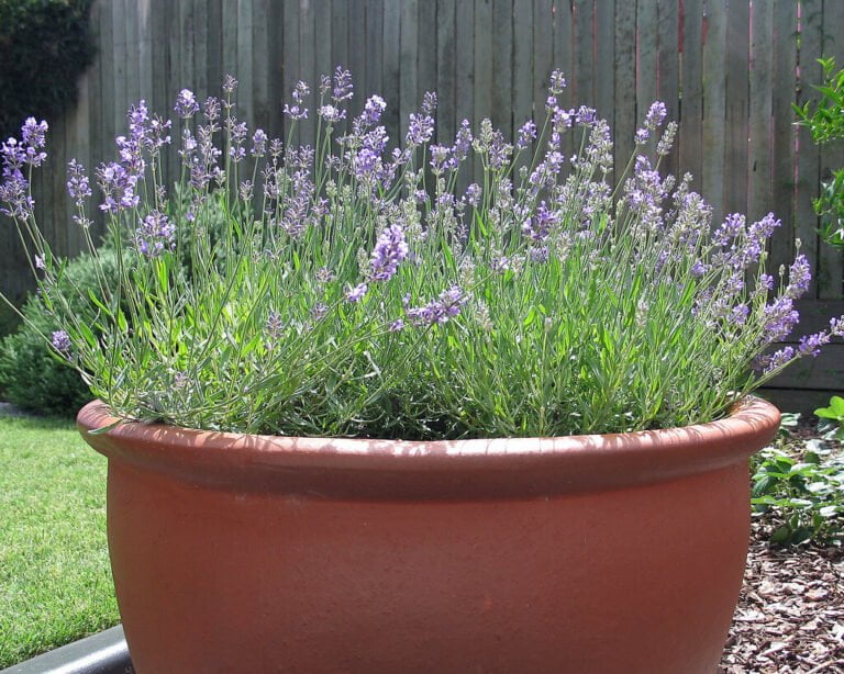 A large terracotta pot filled with blooming lavender plants sits in front of a wooden fence, with a lush green lawn in the background.