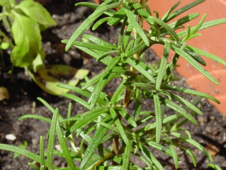 Close-up of a rosemary plant with narrow, needle-like leaves, moist with droplets, growing in soil with a blurred terracotta pot edge in the background.