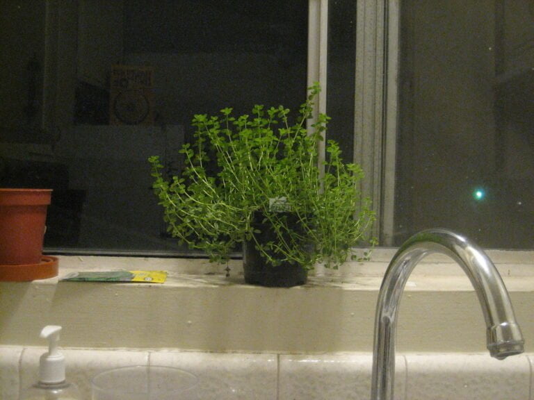 A potted herb on a kitchen windowsill at night, flanked by a red pot and a ruler, with a sink faucet in the foreground.