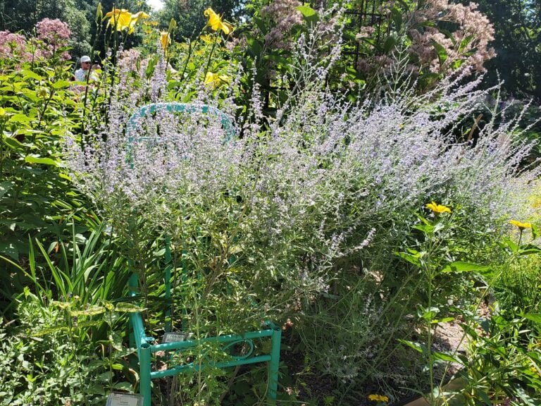 A lush garden scene with a variety of plants, including tall purple flowers in the foreground and yellow lilies, with glimpses of a person in the background and a green garden bench partially visible.