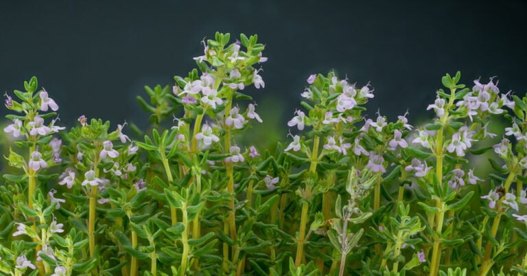 Close-up of fresh blooming thyme with delicate purple flowers and green leaves against a dark background.