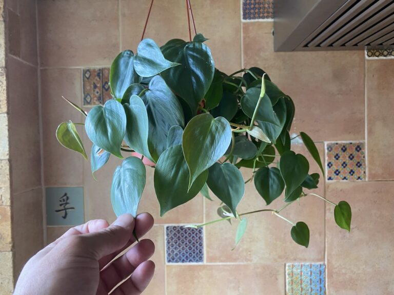 A person's hand touching a hanging green houseplant with heart-shaped leaves, indoors with a tiled floor and decorative wall tiles in the background.