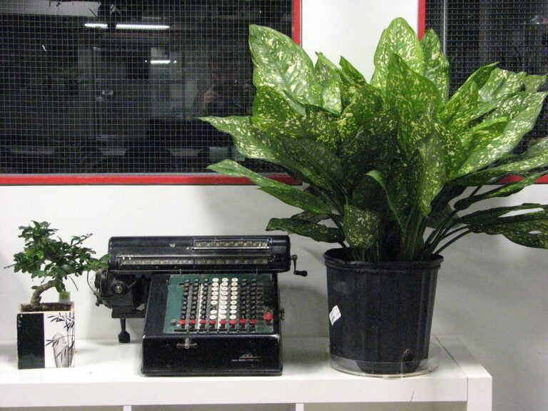A vintage mechanical calculator with round keys is displayed next to a large potted Dieffenbachia plant on a white table, with a small bonsai tree in a decorative vase to the left, against a window with a wire mesh.