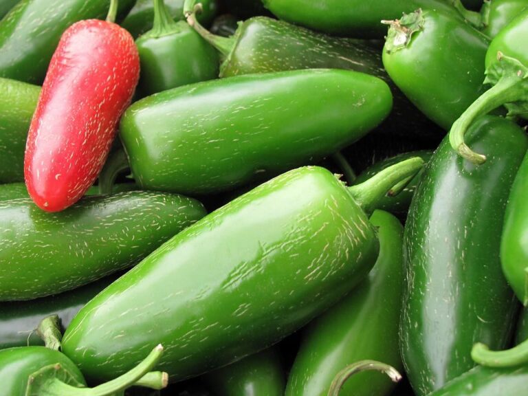 A close-up of a pile of green jalapeño peppers with a single red jalapeño pepper on top.