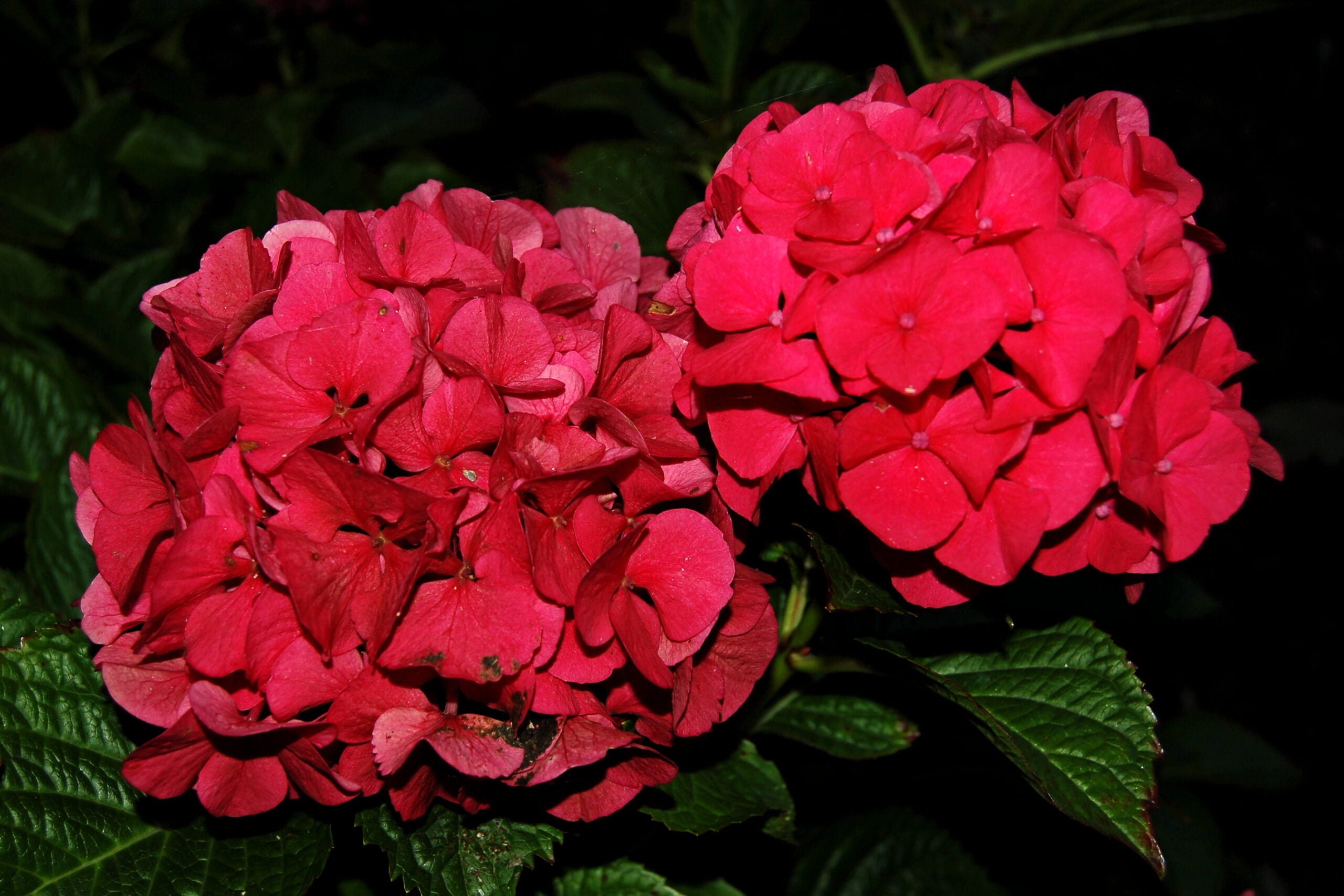 Two vibrant red hydrangea blooms against a dark background with green leaves visible beneath them.