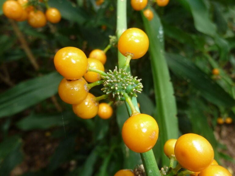 A close-up of ripe, orange berries on a green stem with a blurred green leafy background.
