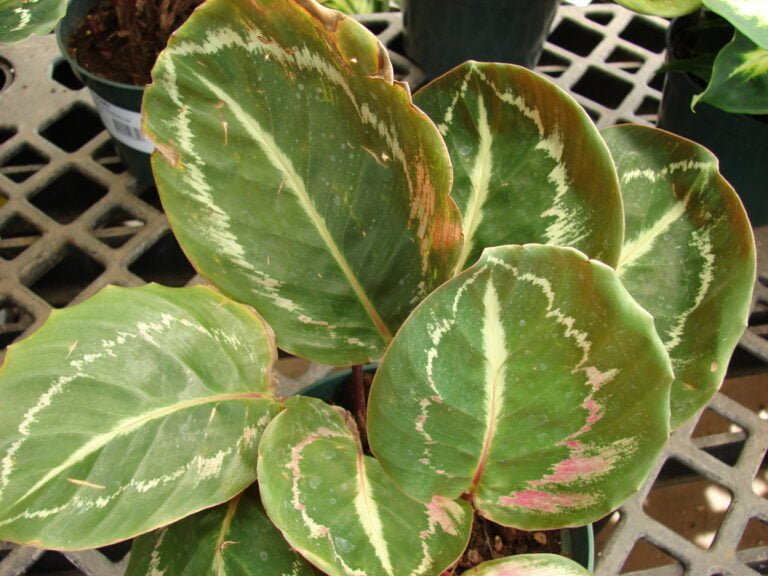 A potted Calathea roseopicta plant with large, round leaves that have green edges and a blend of cream and light pink patterns, sitting on a black grid nursery tray.