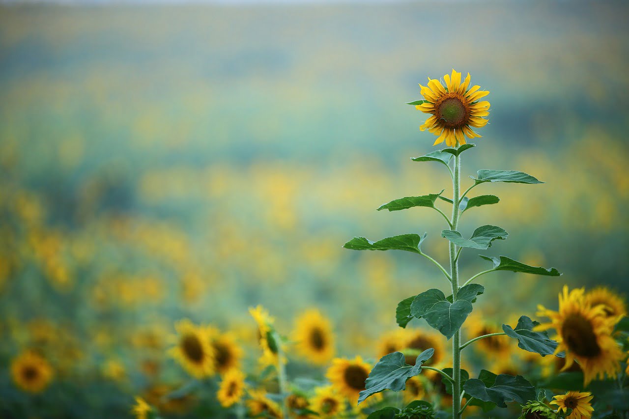 A single tall sunflower in focus stands out against a soft-focused background of a sunflower field.