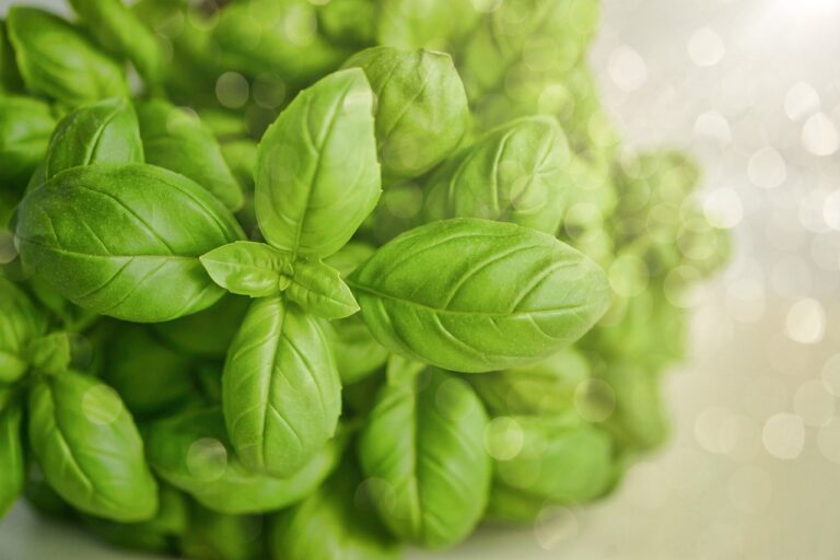 Fresh green basil leaves in focus with a soft bokeh light effect in the background.