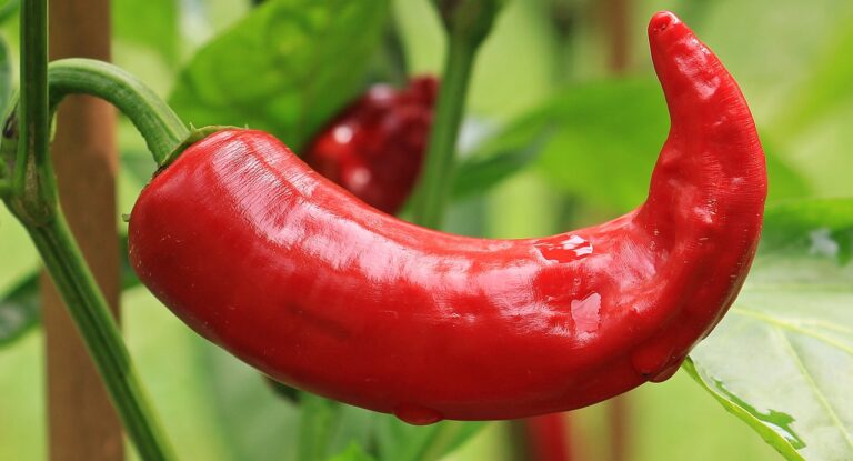 A ripe red chili pepper with a glossy surface hanging from a green stem with foliage in the background.
