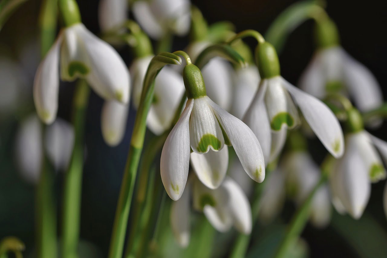 A close-up of snowdrop flowers (Galanthus nivalis) with white petals and green markings, against a blurred background.