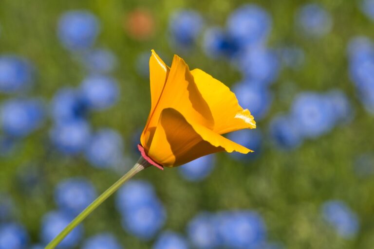 A single vibrant orange California poppy with a damaged petal, in sharp focus against a blurry background of blue flowers and greenery.