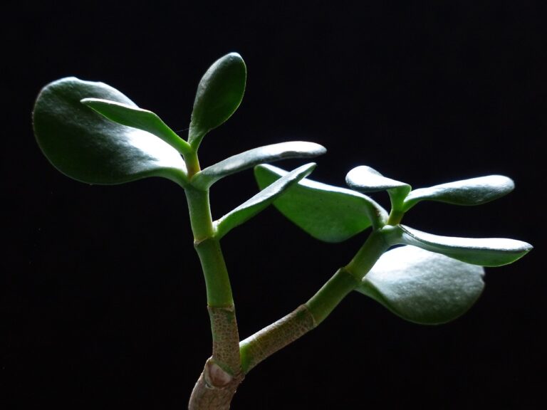 A close-up of a healthy jade plant (Crassula ovata) with thick, green leaves backlit against a dark background.