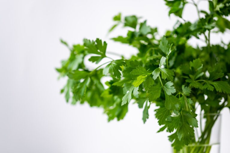 Fresh green parsley leaves in sharp focus against a white background with a blurred effect.