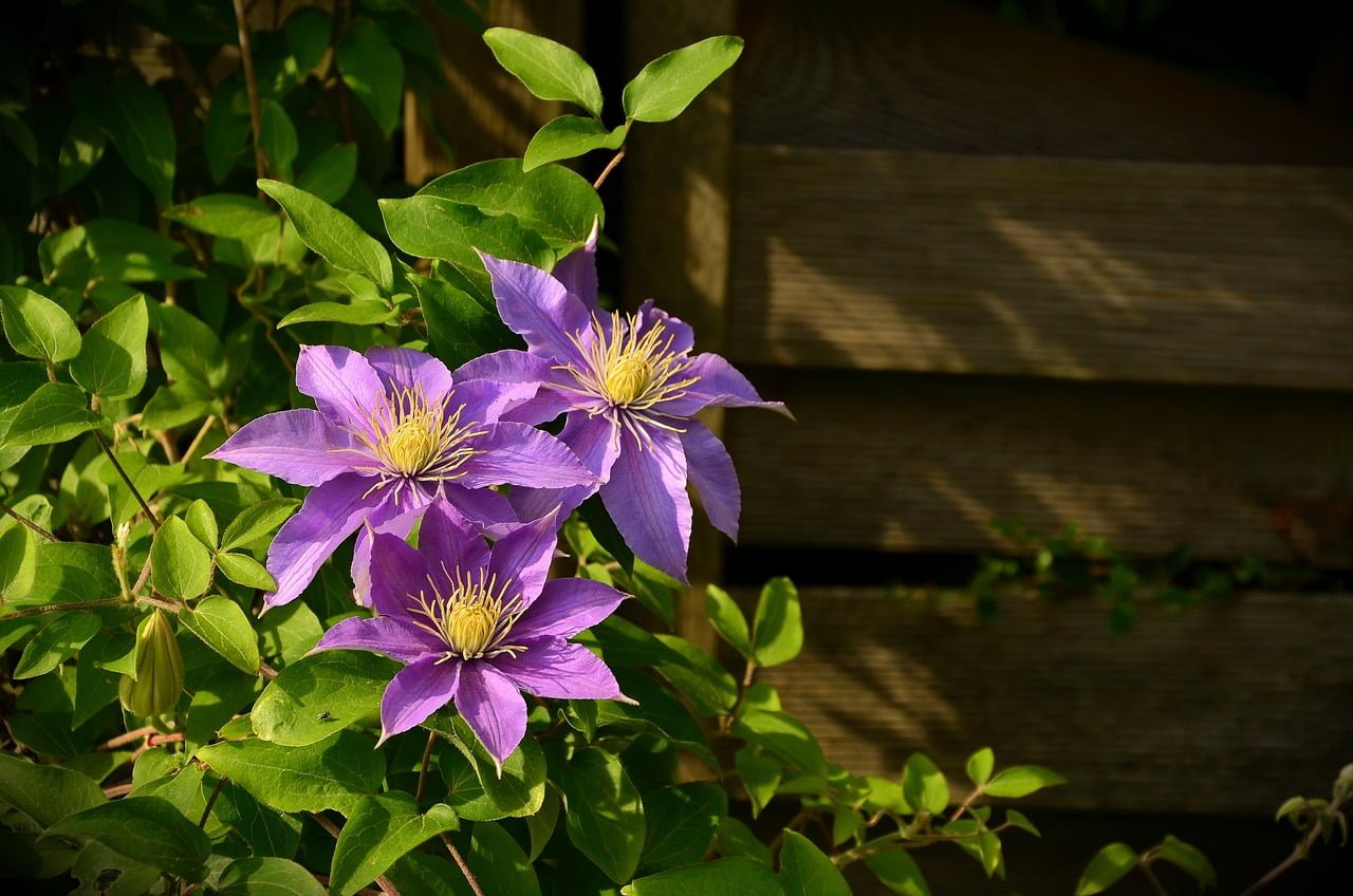 Three vibrant purple clematis flowers in bloom, with yellow stamens at the center, in front of a backdrop of green leaves and wooden slats with sunlight casting shadows.
