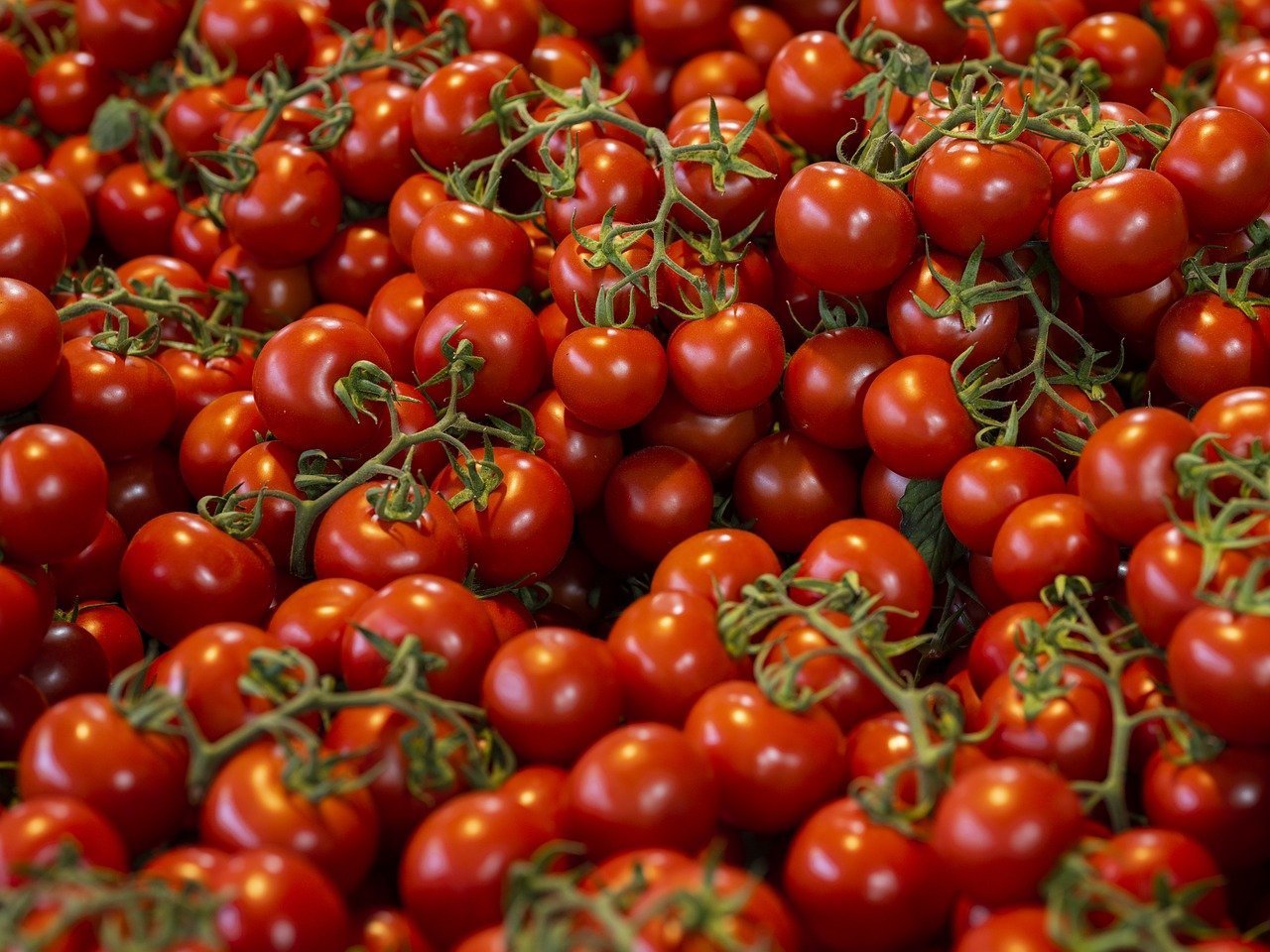 A large group of ripe, red tomatoes on the vine.