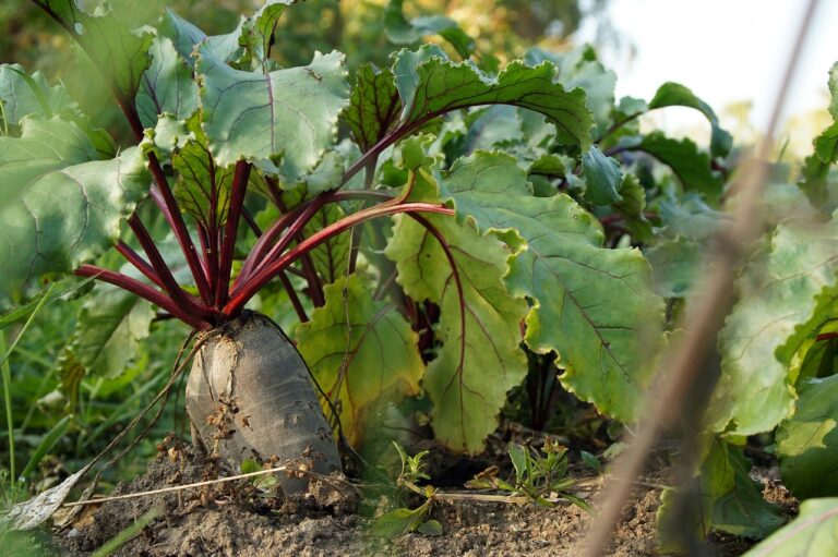 A beetroot plant with large green leaves and reddish-purple stems growing in soil.