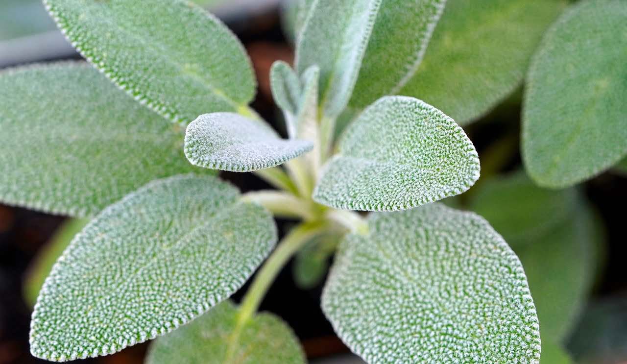 Close-up of a sage plant showing the textured surface of its green leaves.