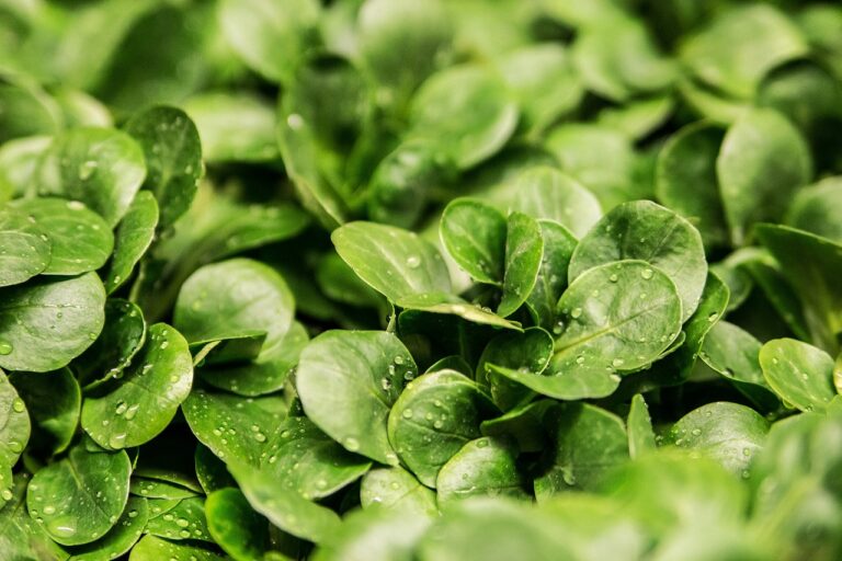 Close-up of fresh green spinach leaves with water droplets.