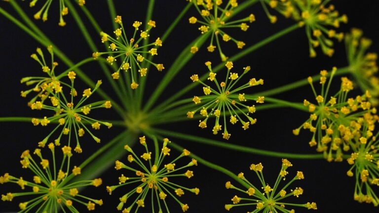 Close-up of bright green dill flowers with small yellow blossoms on thin stems against a dark background.