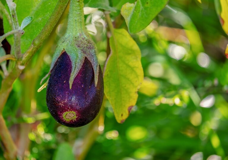 A ripe eggplant hanging on the plant with dew drops on its surface amidst green and yellow leaves, with a blurred green background.