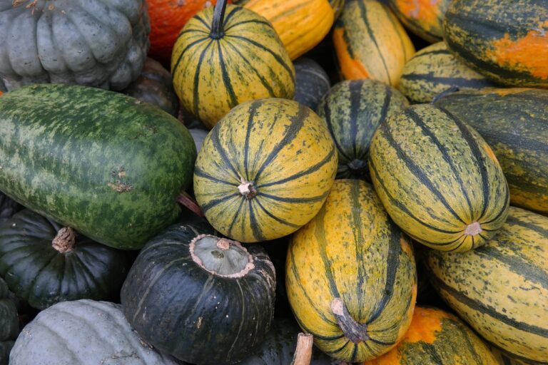 A variety of pumpkins and squashes with different textures and colors, including green, yellow, and orange, closely arranged and filling the frame.