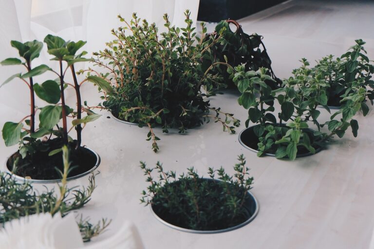 Assorted potted herbs on a white table with sunlight filtering through, creating a soft glow on the leaves.