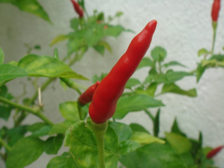 A ripe red chili pepper growing on a green leafy plant with other peppers and leaves in the background.